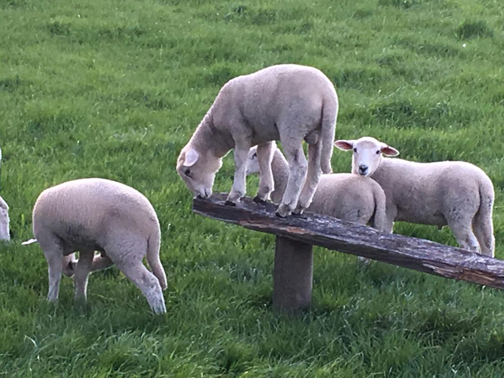 Waimea Wiltshires Breeders of polled selfshedding Wiltshire Sheep